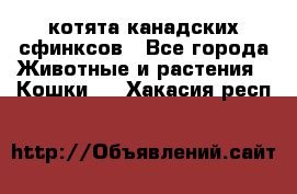 котята канадских сфинксов - Все города Животные и растения » Кошки   . Хакасия респ.